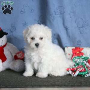 Josh, Bichon Frise Puppy