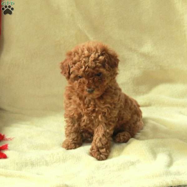 Josie, Toy Poodle Puppy