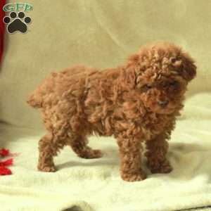 Josie, Toy Poodle Puppy