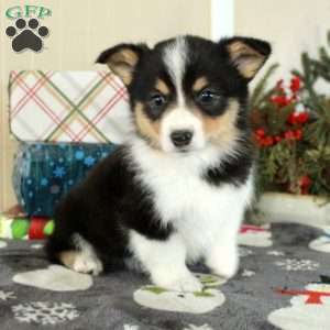 Josie, Pembroke Welsh Corgi Puppy