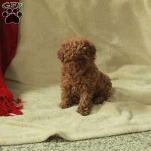 Josie, Toy Poodle Puppy