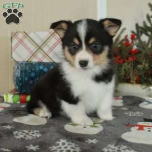 Josie, Pembroke Welsh Corgi Puppy
