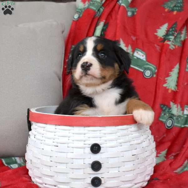 Joy, Bernese Mountain Dog Puppy