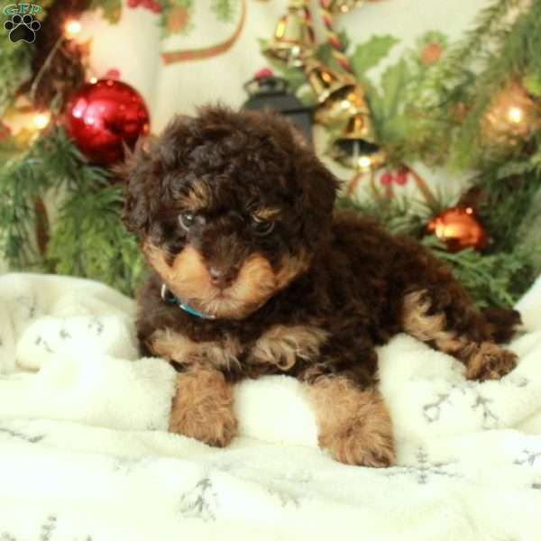 Joy, Miniature Poodle Puppy