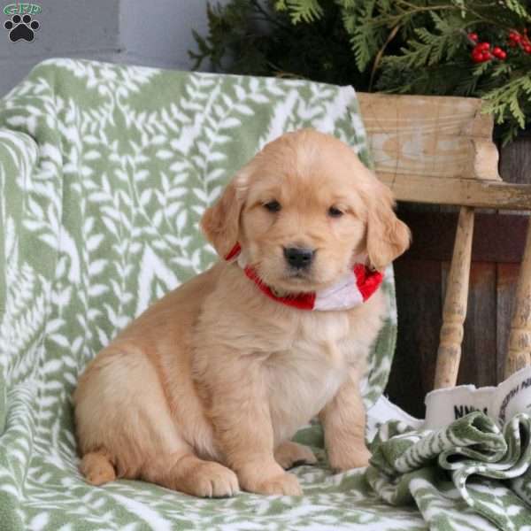Joy, Golden Retriever Puppy