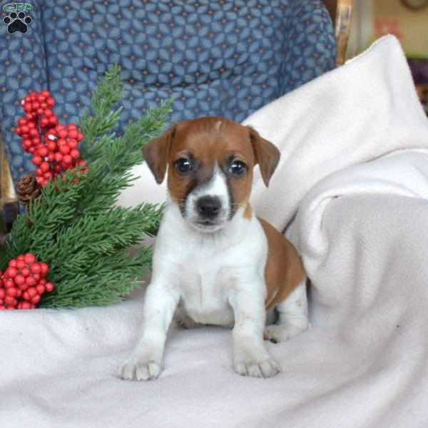 Joy, Jack Russell Terrier Puppy