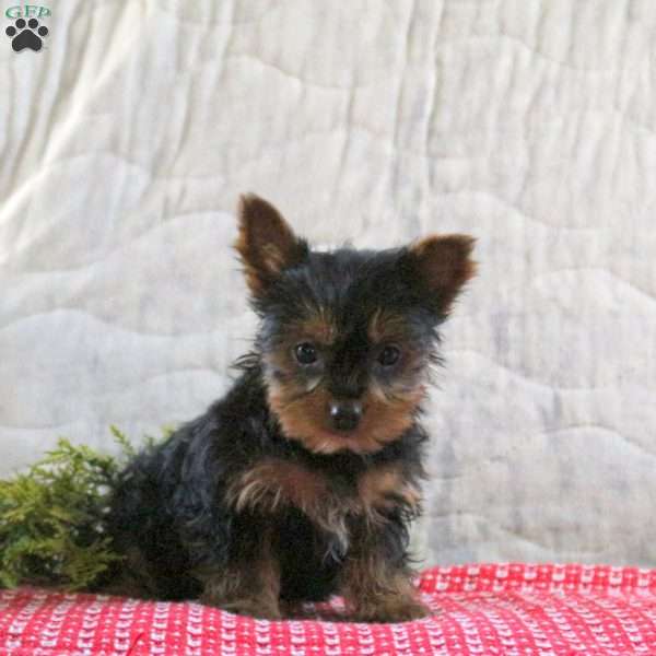 Joy, Yorkie Puppy