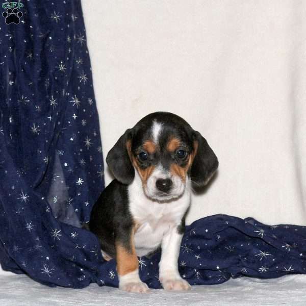 Joy, Beagle Mix Puppy