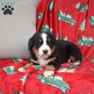 Joy, Bernese Mountain Dog Puppy