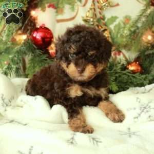Joy, Miniature Poodle Puppy