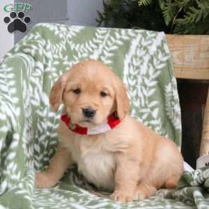 Joy, Golden Retriever Puppy