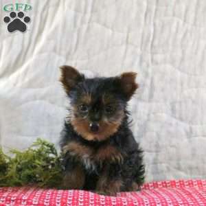 Joy, Yorkie Puppy