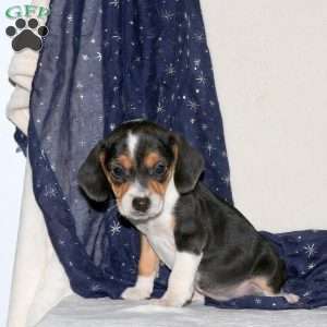 Joy, Beagle Mix Puppy