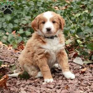 Joy, Mini Bernedoodle Puppy