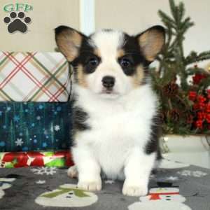 Joy, Pembroke Welsh Corgi Puppy