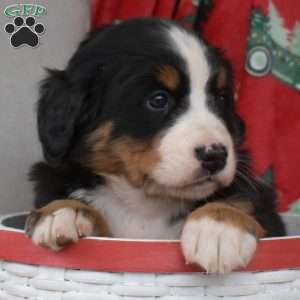 Joy, Bernese Mountain Dog Puppy