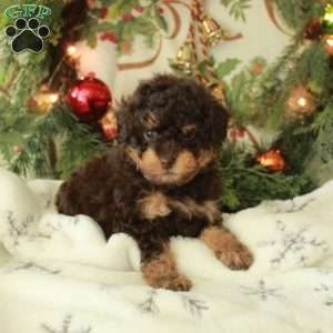 Joy, Miniature Poodle Puppy