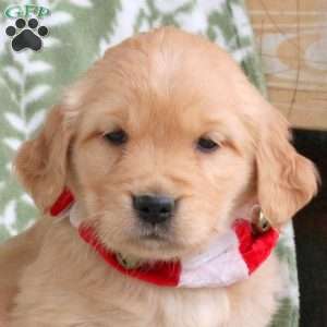 Joy, Golden Retriever Puppy