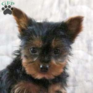 Joy, Yorkie Puppy