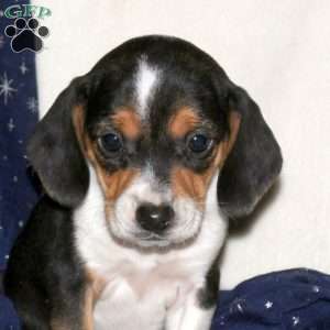 Joy, Beagle Mix Puppy