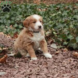 Joy, Mini Bernedoodle Puppy