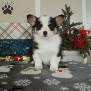 Joy, Pembroke Welsh Corgi Puppy