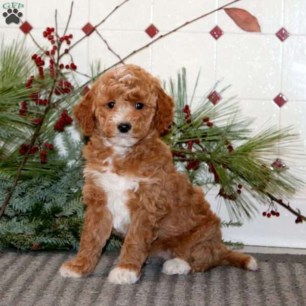 Joy, Goldendoodle Puppy