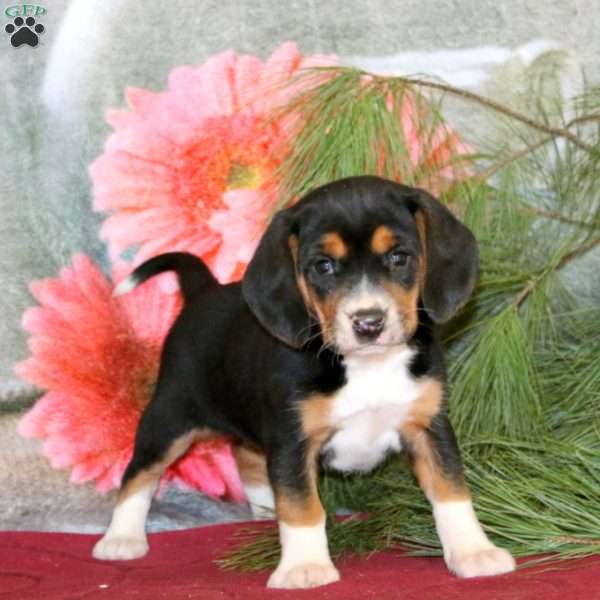 Joy, Beagle Puppy