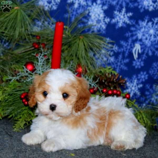 Joy, Cavapoo Puppy