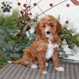 Joy, Goldendoodle Puppy