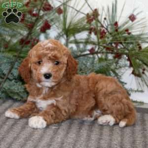 Joy, Goldendoodle Puppy