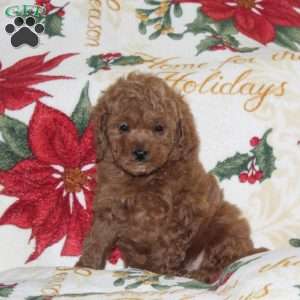 Jubilee, Cavapoo Puppy