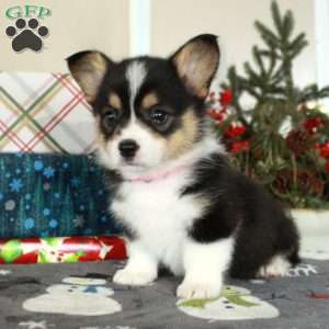 Jubilee, Pembroke Welsh Corgi Puppy