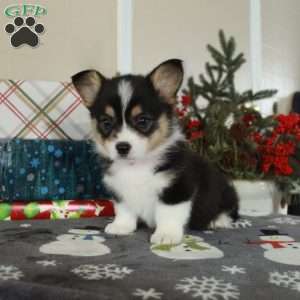 Jubilee, Pembroke Welsh Corgi Puppy