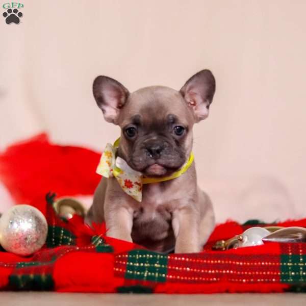 Jude, Frenchton Puppy