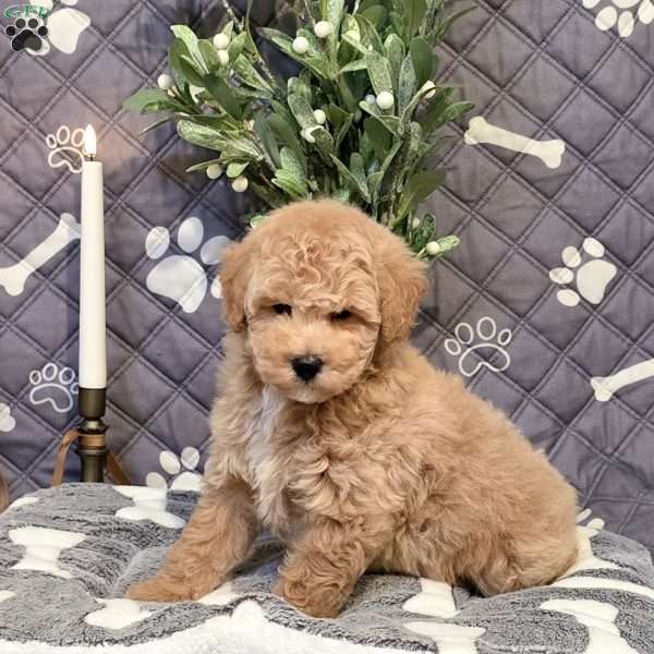 Judo, Bich-Poo Puppy