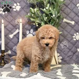 Judo, Bich-Poo Puppy