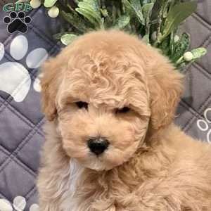 Judo, Bich-Poo Puppy