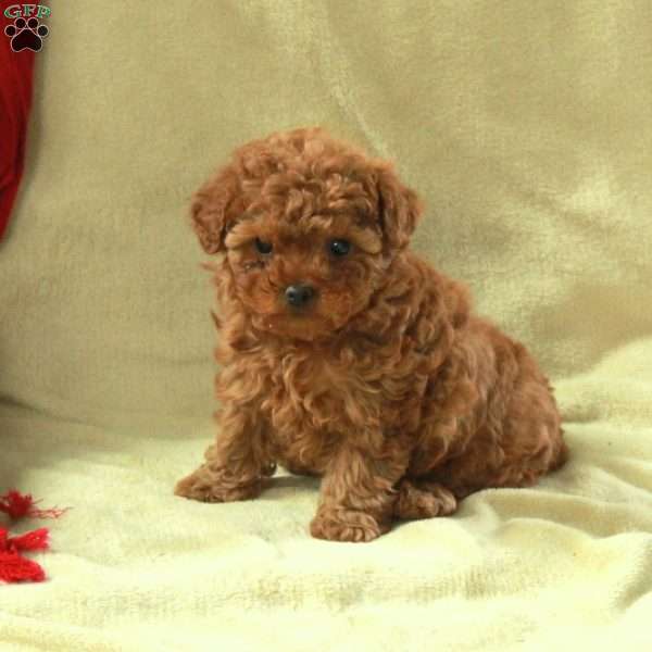 Julia, Toy Poodle Puppy