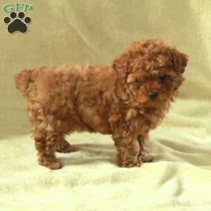 Julia, Toy Poodle Puppy