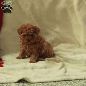 Julia, Toy Poodle Puppy