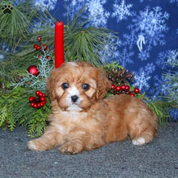 Julia, Cavapoo Puppy