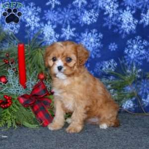 Julia, Cavapoo Puppy