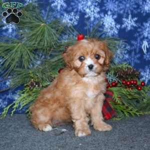 Julia, Cavapoo Puppy