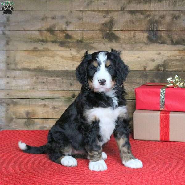 Juliet, Bernedoodle Puppy