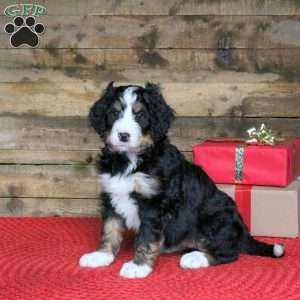 Juliet, Bernedoodle Puppy