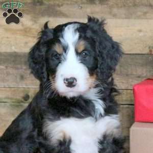 Juliet, Bernedoodle Puppy