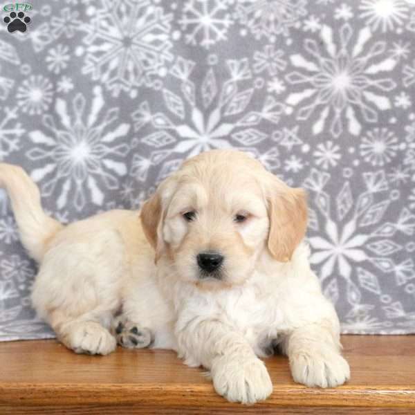 Jumper-F1, Mini Goldendoodle Puppy