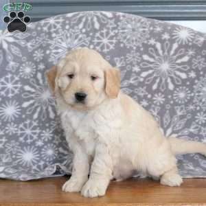 Jumper-F1, Mini Goldendoodle Puppy