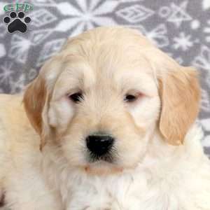 Jumper-F1, Mini Goldendoodle Puppy